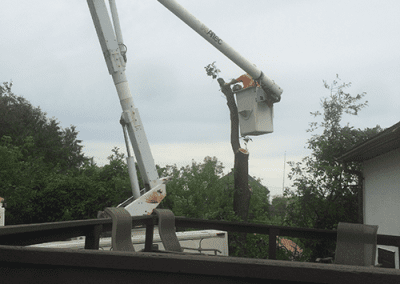 Tree removal process