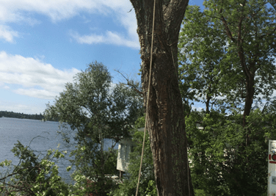 Tree removal process