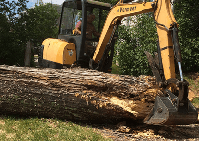 Tree removal process