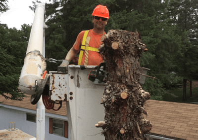 Tree removal process