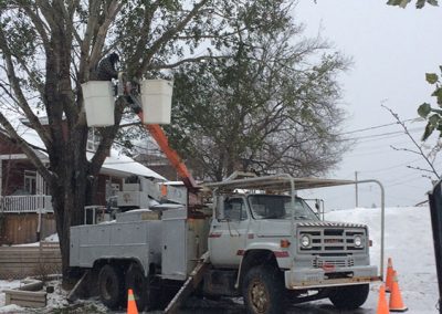 Tree removal in progress