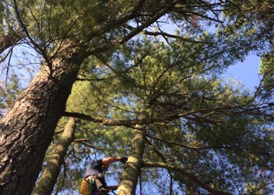 Tree removal process