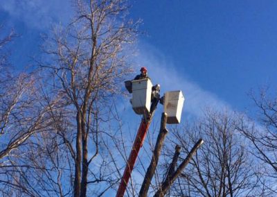 Tree trimming and pruning in progress